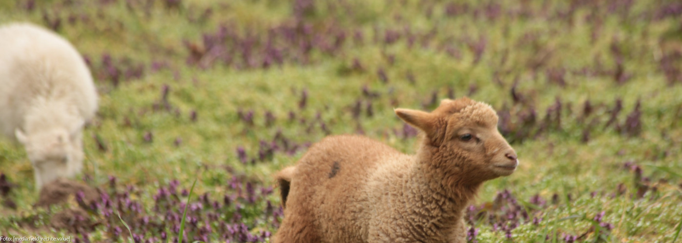 ....weil ich Jesu Schäflein bin