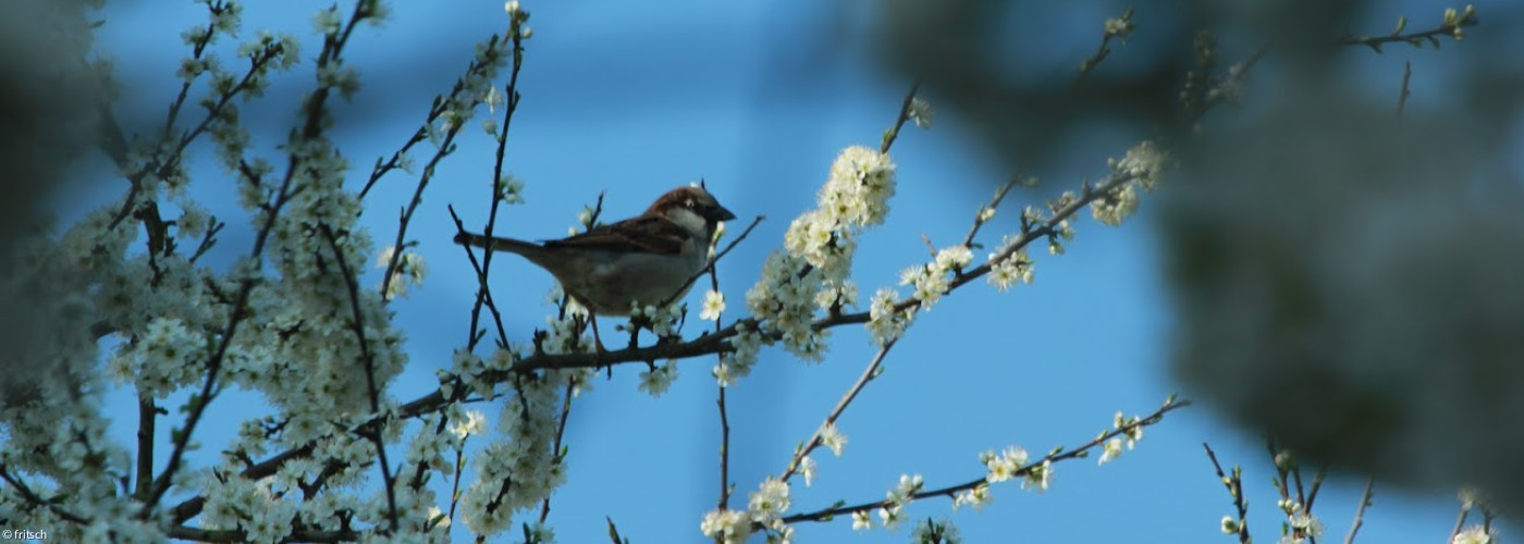 sollt ich meinem Gott nicht singen?
